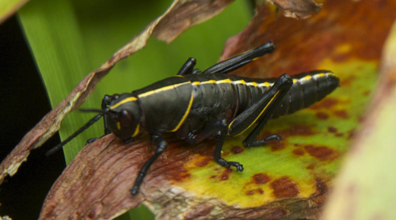 An Eastern Lubber grasshopper nymph.