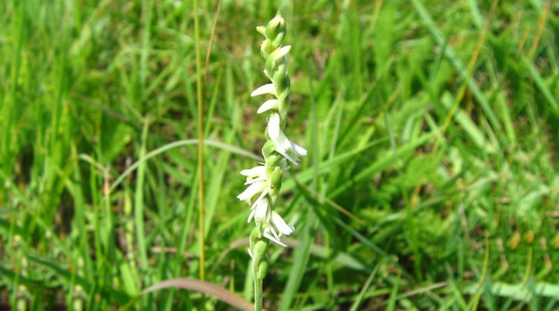 A Lady's Tresses Orchid.