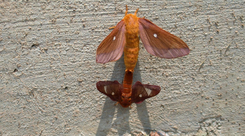 A mating pair of Pink-Striped Oakworm moths.