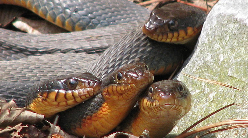 Red-Bellied Watersnakes. An unusual group photo, probably one female in the tangle being pursued by 3 males.