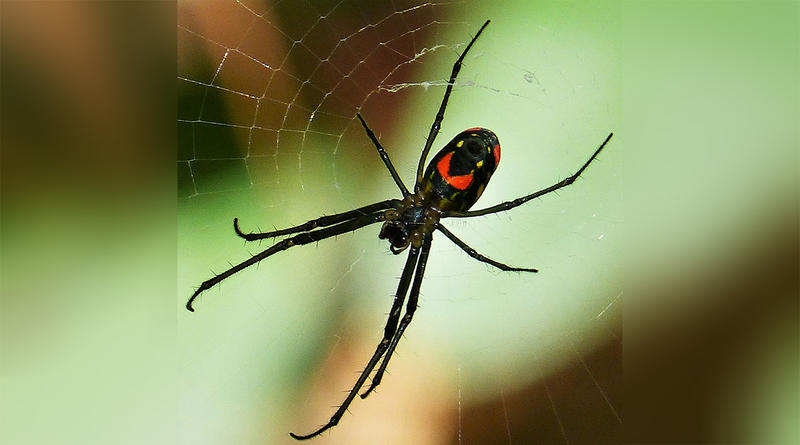 An Orchard Orb Weaver Spider, Jekyll Island, GA.