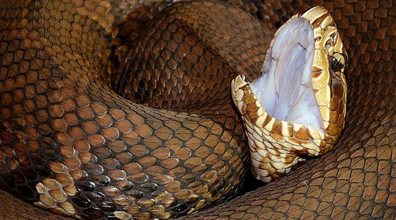 An Eastern Cottonmouth snake, agkistrodon piscivorus.