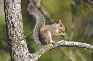 Squirrel-Season.jpg