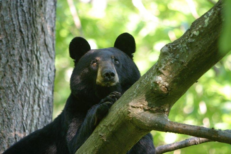 are black bears nocturnal