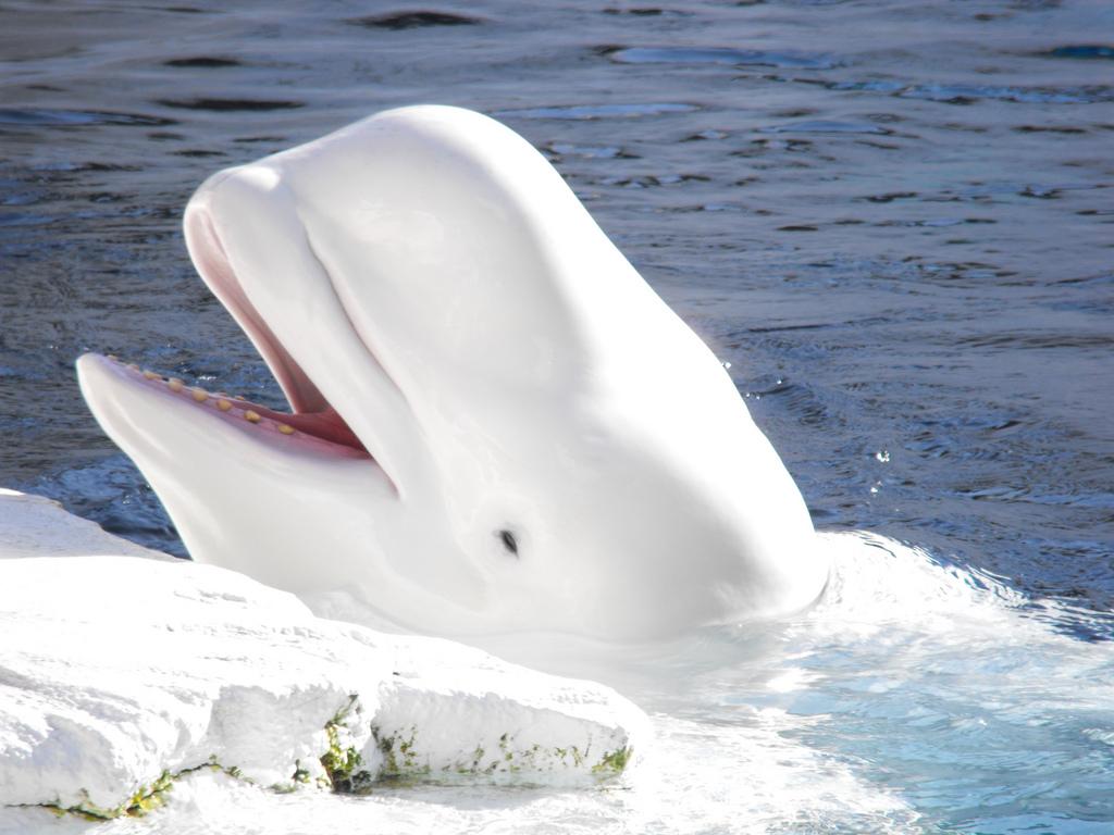 Five Alaskan Students Visit Mystic Aquarium to Study Beluga Whales | Connecticut ...