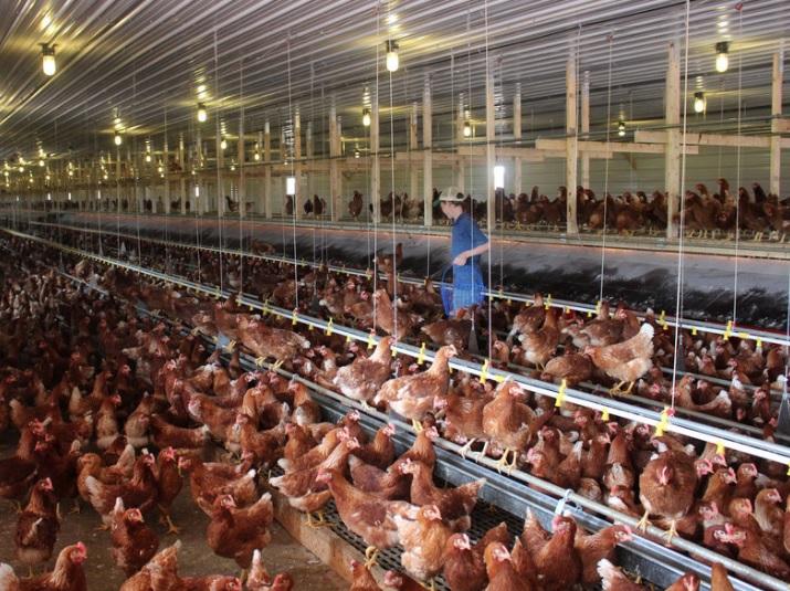 Consumer Demand Pushes CageFree Egg Production In Ohio