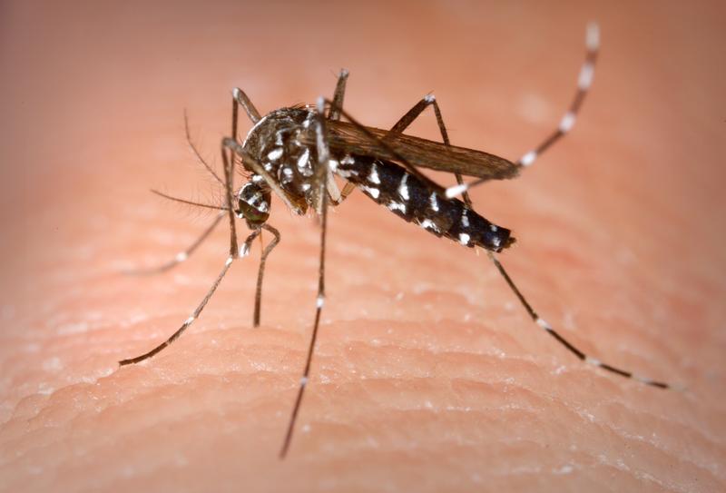 The first local case of Zika have been confirmed. Columbus Public Health reports that a 38-year-old Columbus Women contracted the virus while on vacation in the Dominican Republic. 