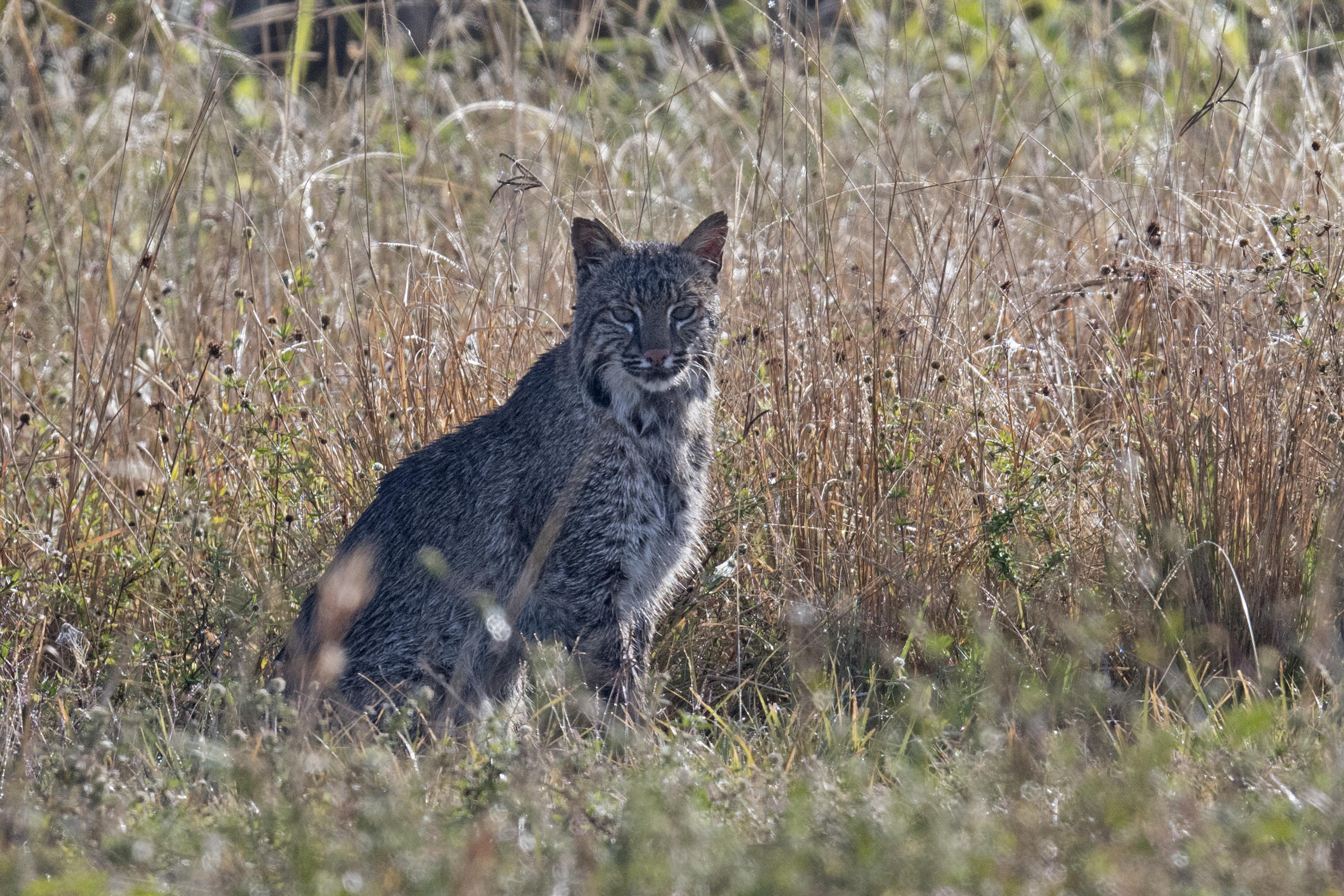 Bobcat Sightings Increasing In Ohio As Species Makes Comeback Wosu Radio