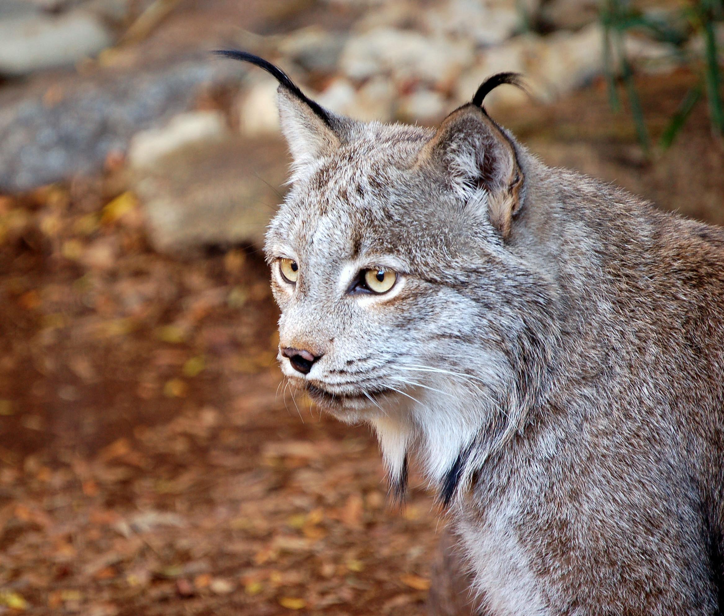 Lynx Designated As Threatened Species In Contiguous US | Wyoming Public