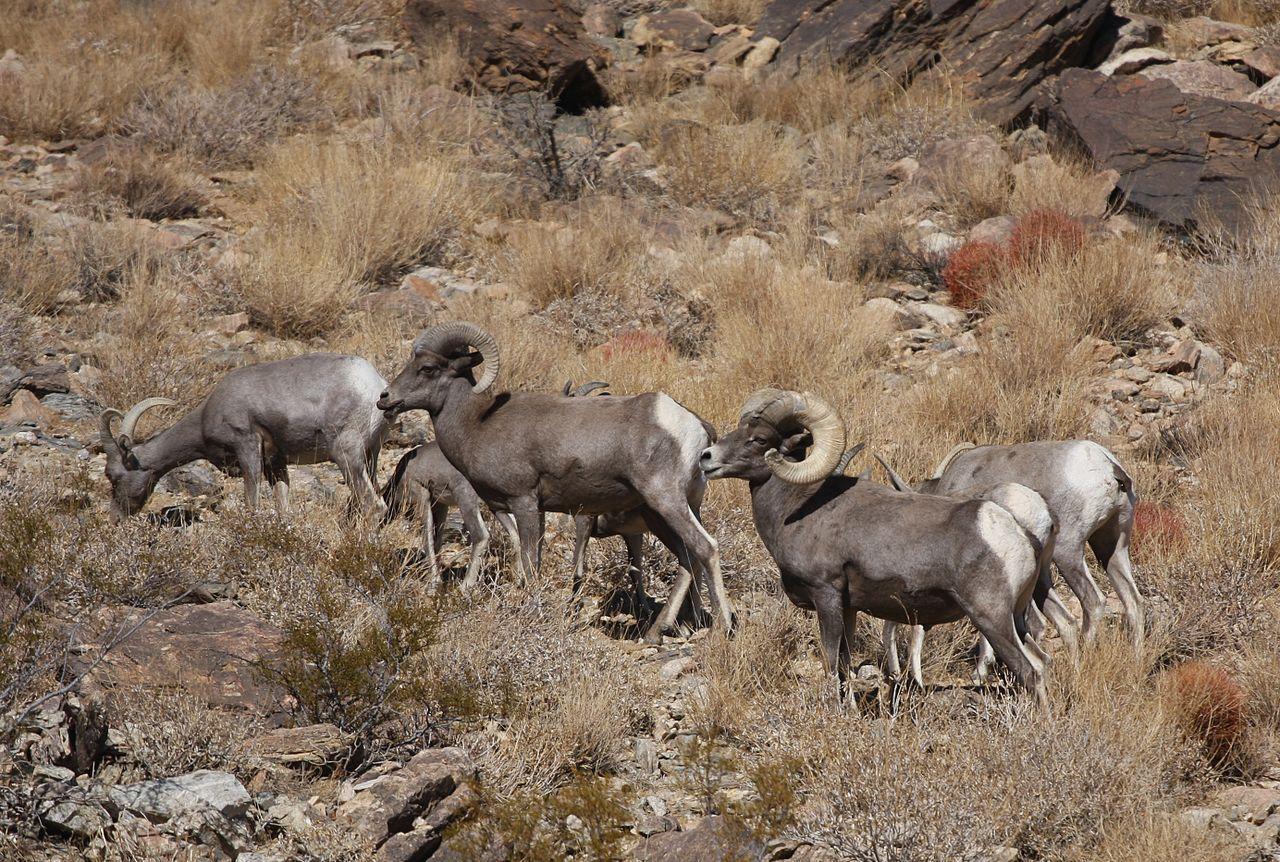 Image result for bighorn sheep   WY