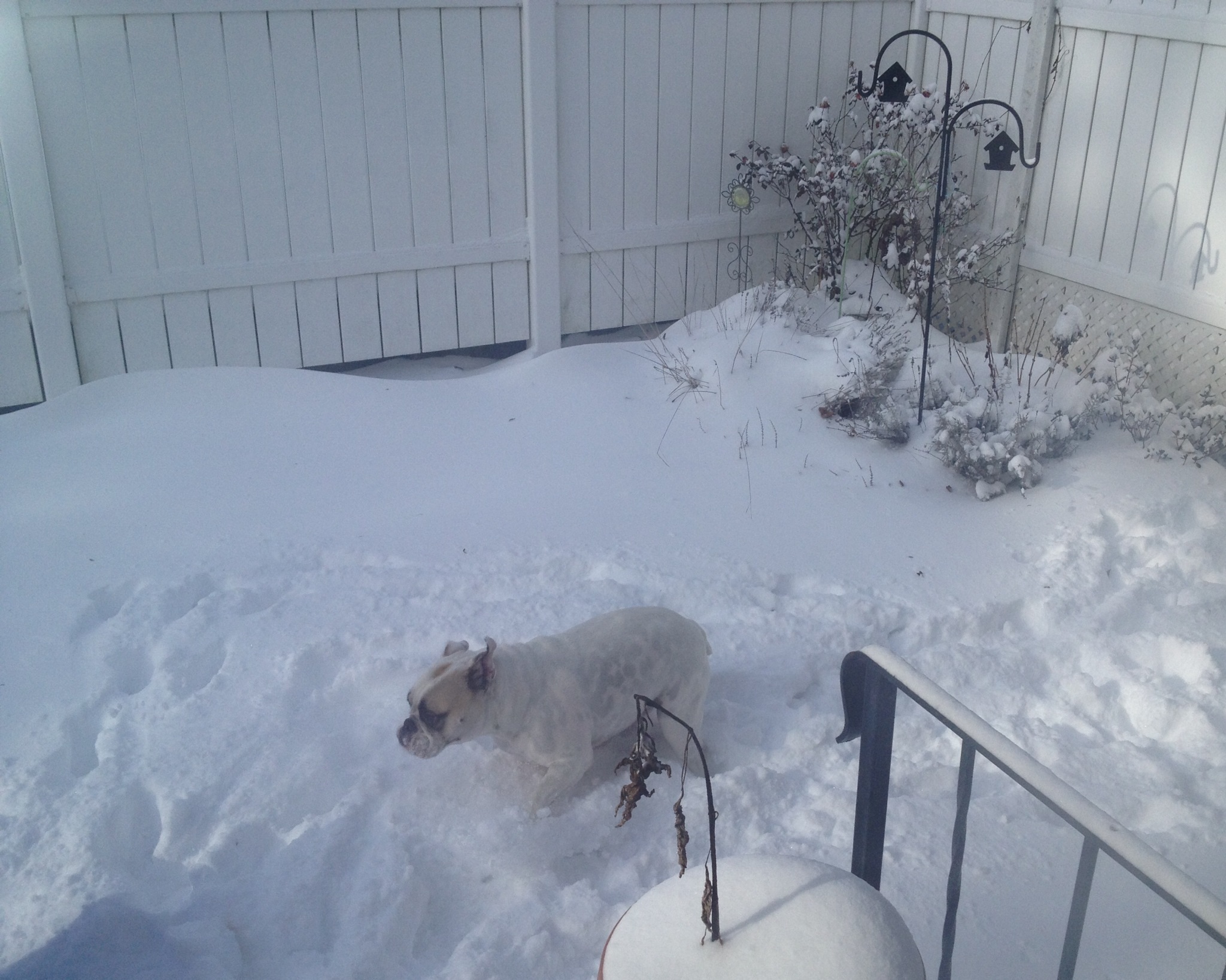  - BULL_DOG_RUNNING_IN_THE_SNOW_JAN3_BY_ANNA_MORALES