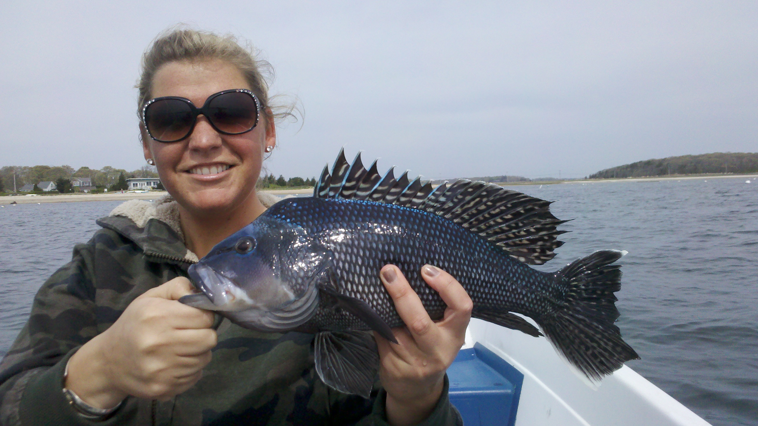New Effort Underway To Study Black Sea Bass In Southern New England