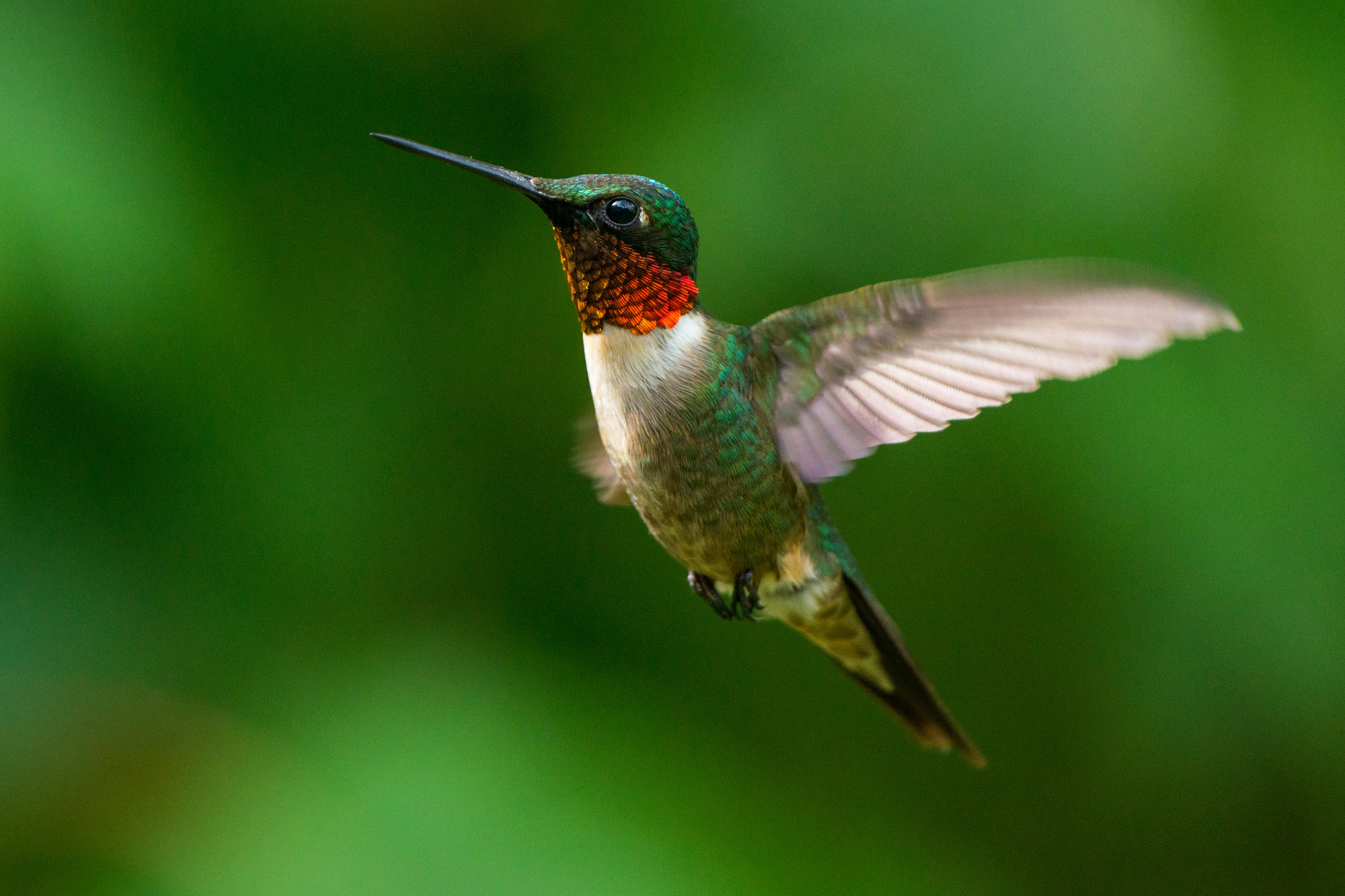 the-public-learns-about-hummingbirds-wsiu