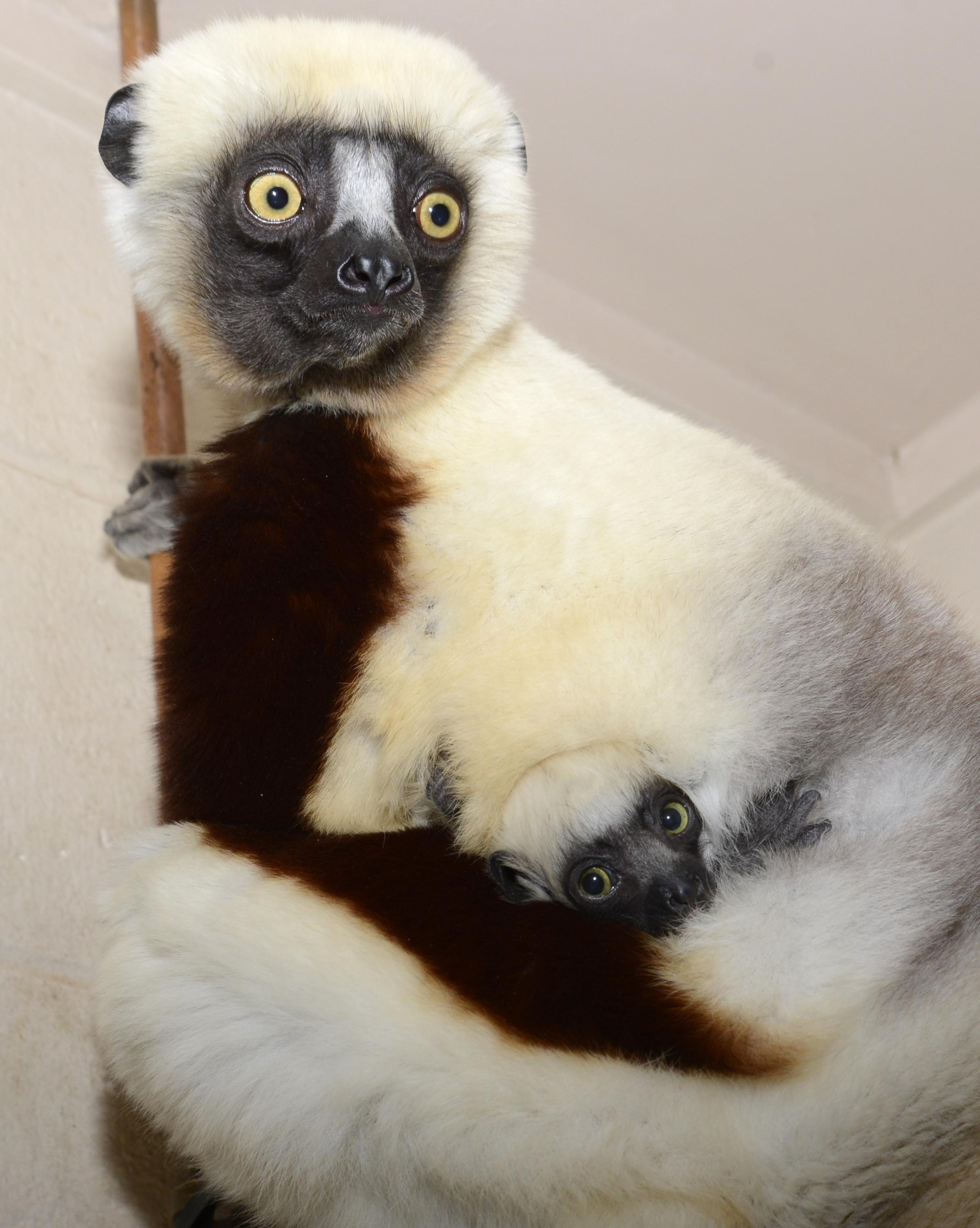 Free #lemurs Full HD Wallpaper images 