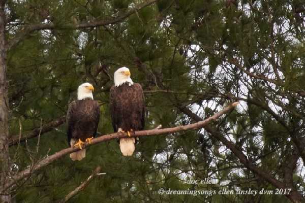 Eagles sitting on branch.