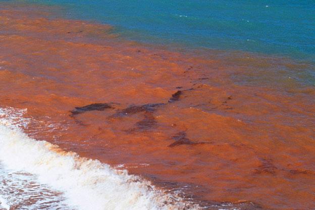 red tide florida cause