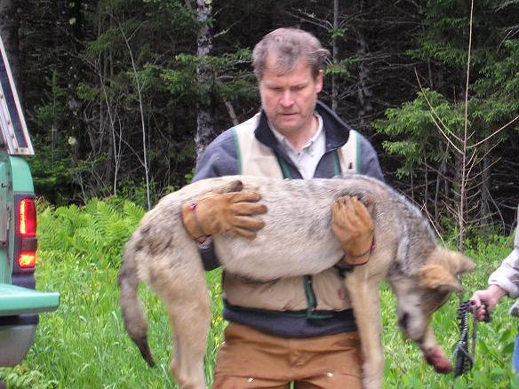 Adrian Wydeven carrying adult female wolf in 2004. She was tranquilized and then radio collared as part of wolf recovery program.