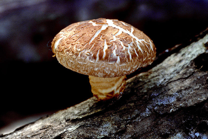 Image result for shiitake mushrooms