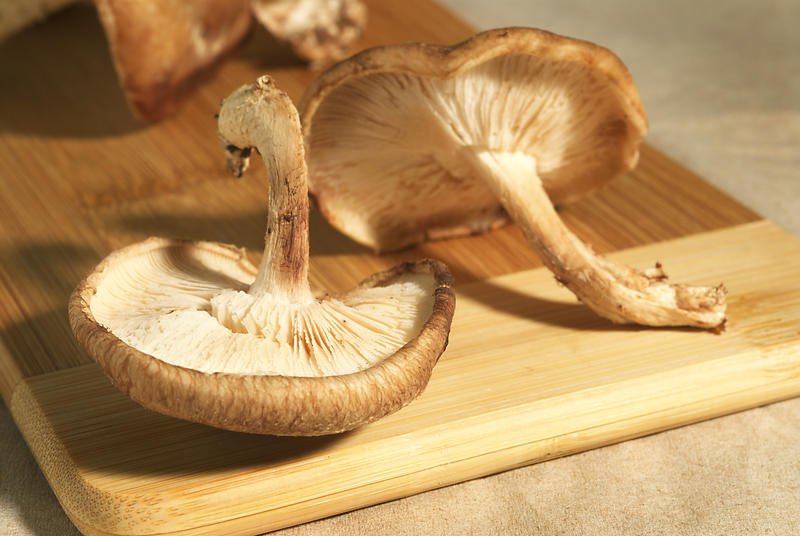 Heads Up Foodies Appalachian Forests Are Ideal For Growing Shiitake 