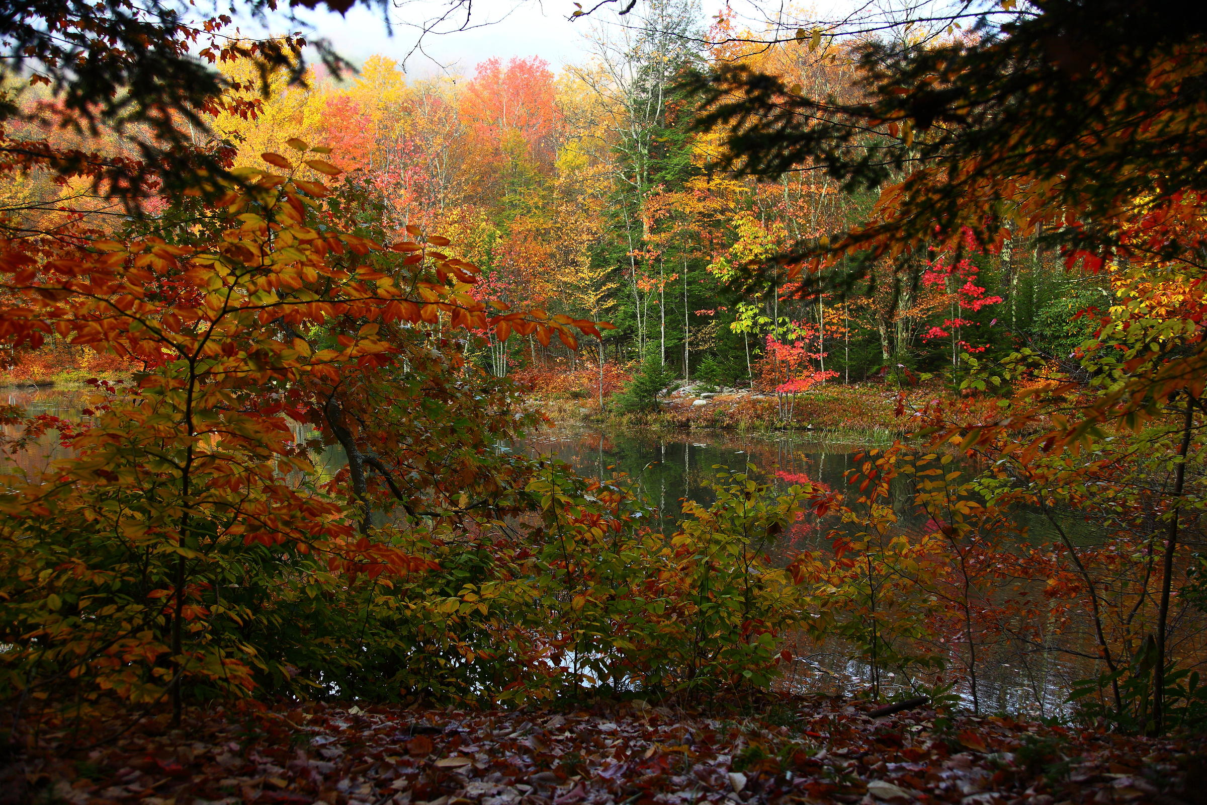 Where's the best place to see fall foliage in WV? West Virginia