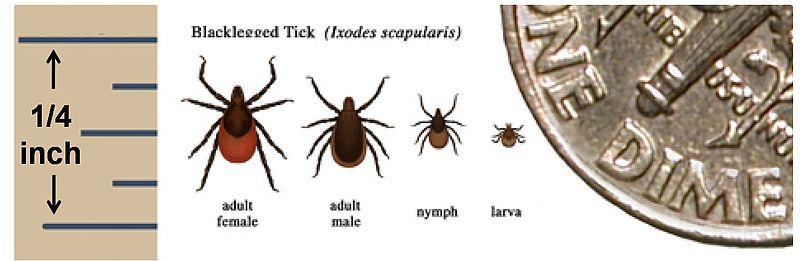 tick identification virginia