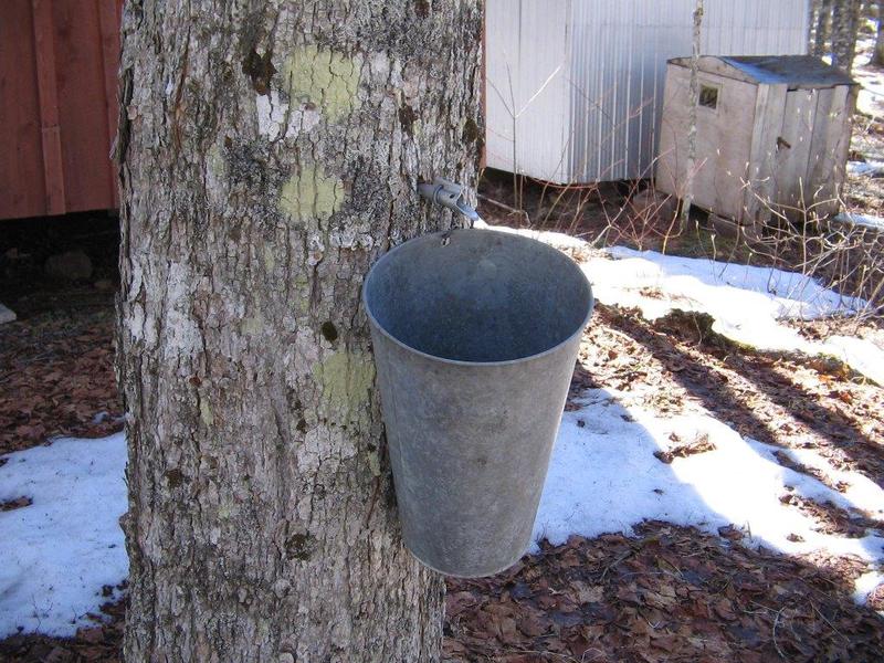 Making And Celebrating Maple Syrup At Hueston Woods State Park WVXU