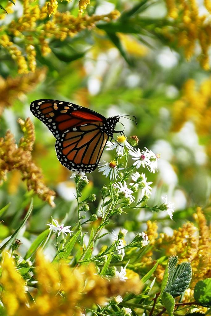 milkweed-pods-needed-for-monarch-butterflies-wvxu