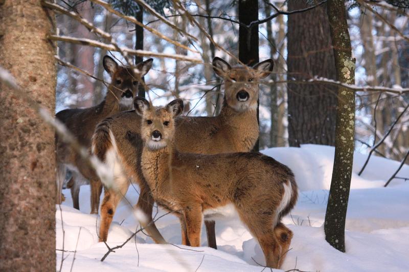 Is information on deer populations for Wisconsin available on the state DNR website?