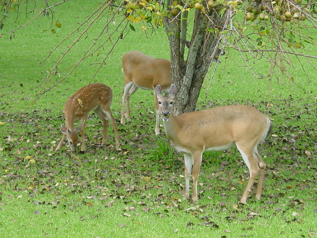update-to-minocqua-deer-feeding-story-wxpr
