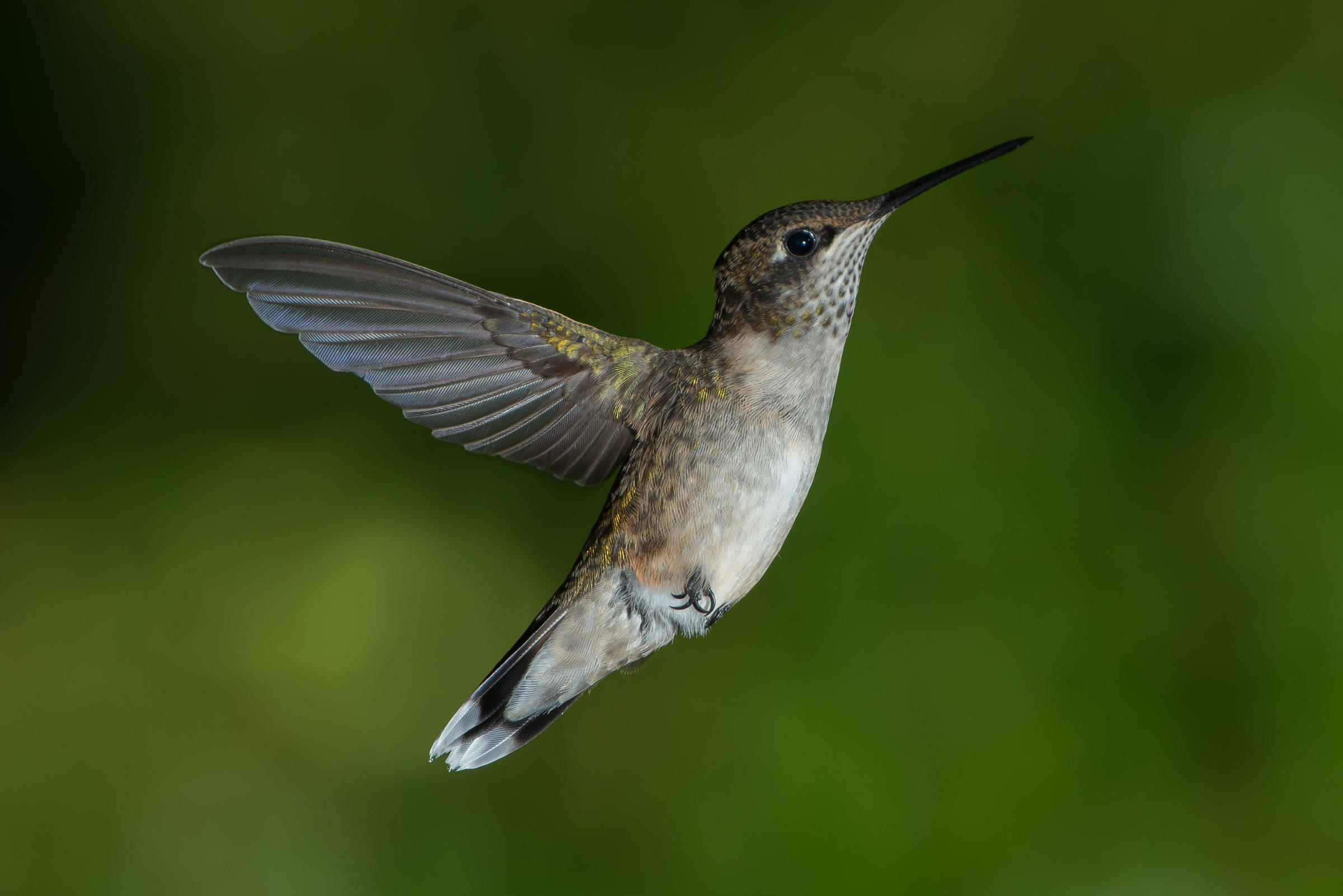 hummings birds