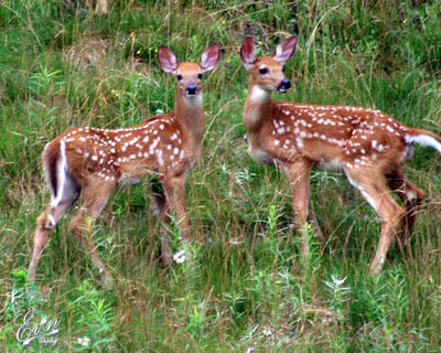 Fawn Nurseries Hppr