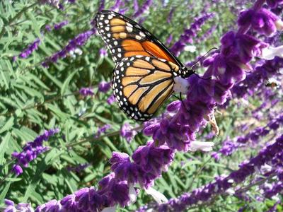 Resilient Amarillo Botanical Gardens And High Plains People Hppr