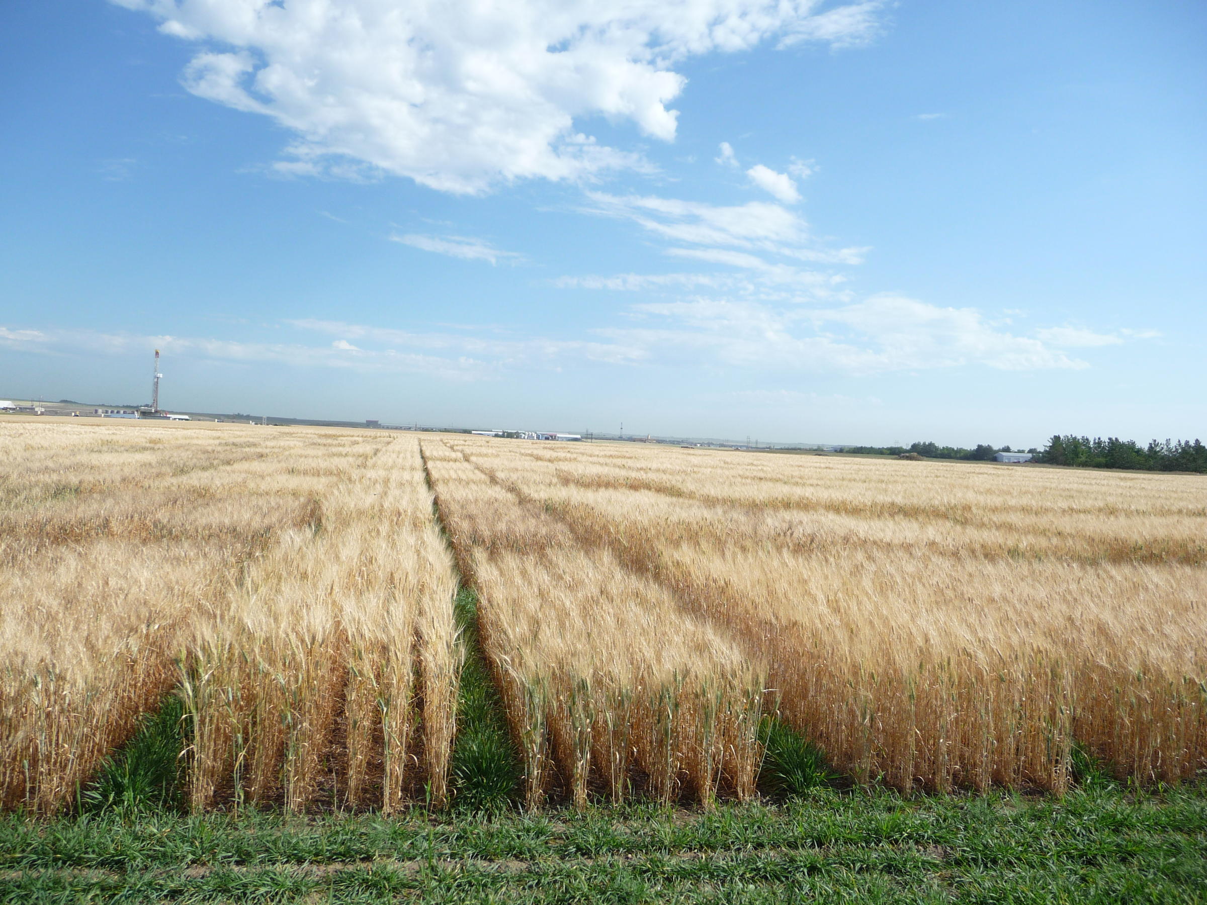 Озимые виды. Поле озимой пшеницы. Снопы озимой пшеницы. Озимая рожь Эстония поле. Старица поле пшеничное.
