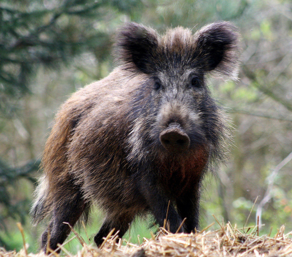 Top 105+ Images show me a picture of a wild hog Full HD, 2k, 4k