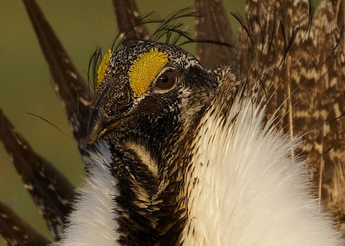 saving the sage grouse: a closer look at the science