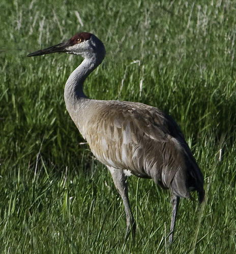 Sandhill Crane National Wildlife Federation >> Drought Could Be Diminishing Sandhill Crane Population In Idaho Sandhill Crane National Wildlife Federation >> Drought Could Be Diminishing Sandhill Crane Population In Idaho