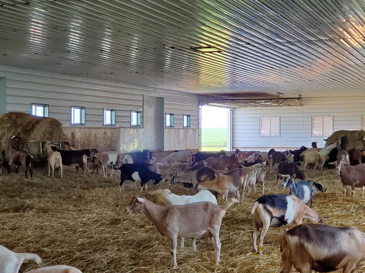 Iowa Dairy Goat Herds Experiencing Robust Growth Iowa Public Radio