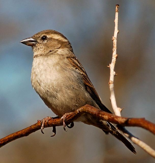 Birds of the Upper Midwest | Iowa Public Radio