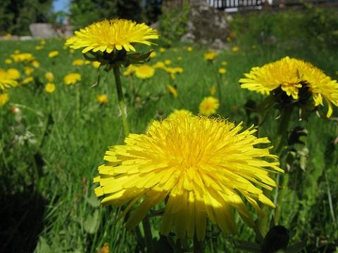 Dandelion Donuts and Mulberry Taffy | Iowa Public Radio