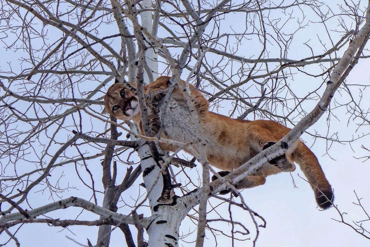 Mountain Lion Hunting Expands Near Aspen Aspen Public Radio
