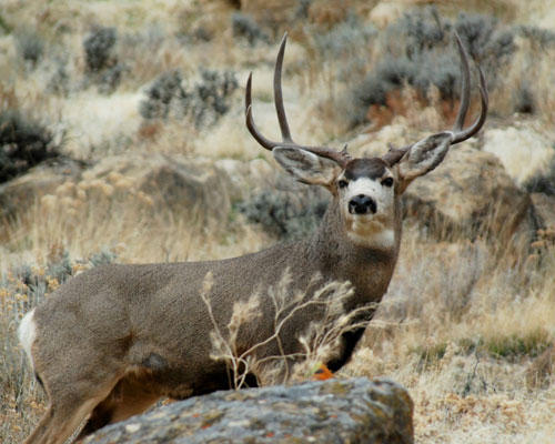 Colorado Parks and Wildlife | Aspen Public Radio