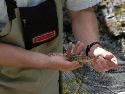 how to catch unique cutthroat trout colorado fishing planet