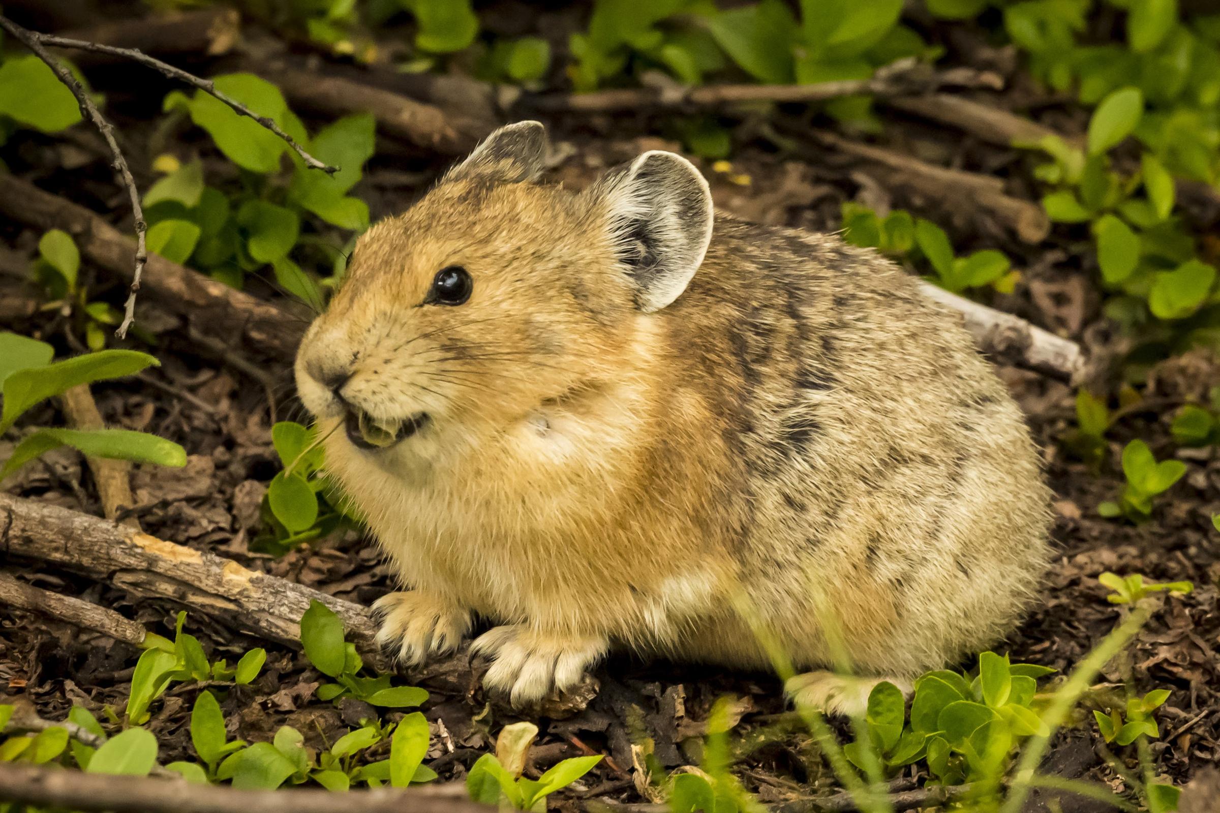 pika papow