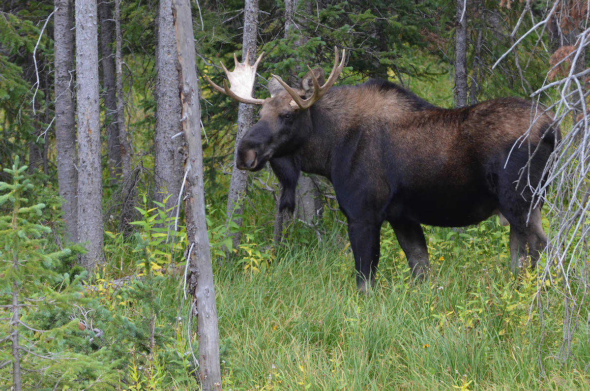 Moose in Forest