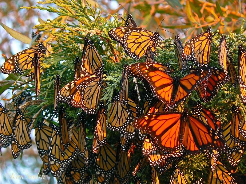 https://mediad.publicbroadcasting.net/p/kalw/files/styles/medium/public/201502/monarch-butterflies-gloucester-massachusetts-c2a9kim-smith-2006.jpg