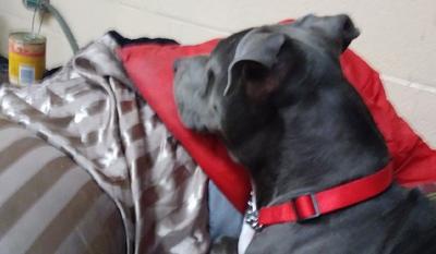 In San Francisco A Dog Lover Helps Decide The Fate Of