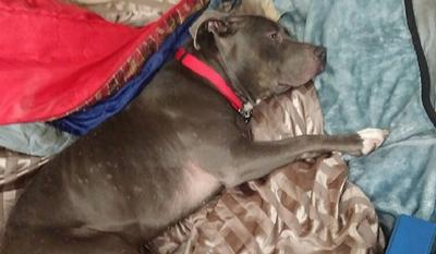 In San Francisco A Dog Lover Helps Decide The Fate Of