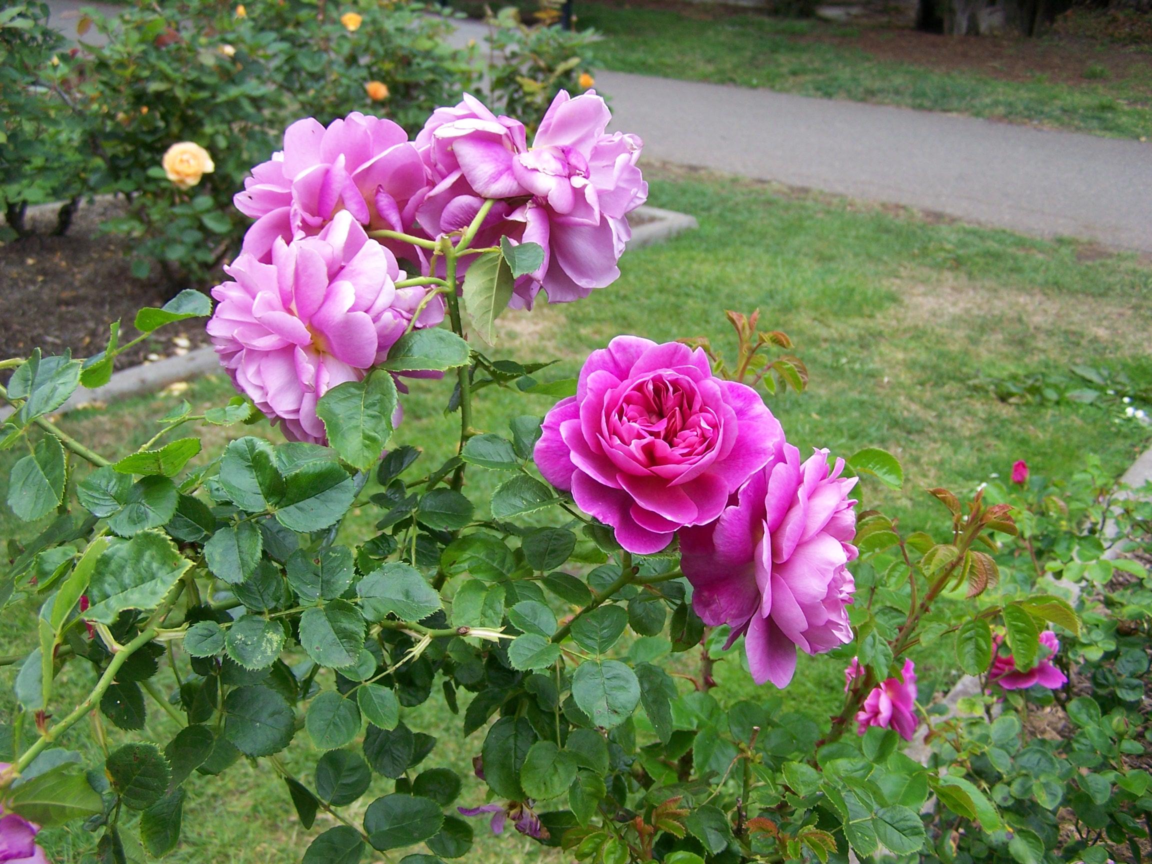 Nosing Around The Roses In Golden Gate Park | KALW