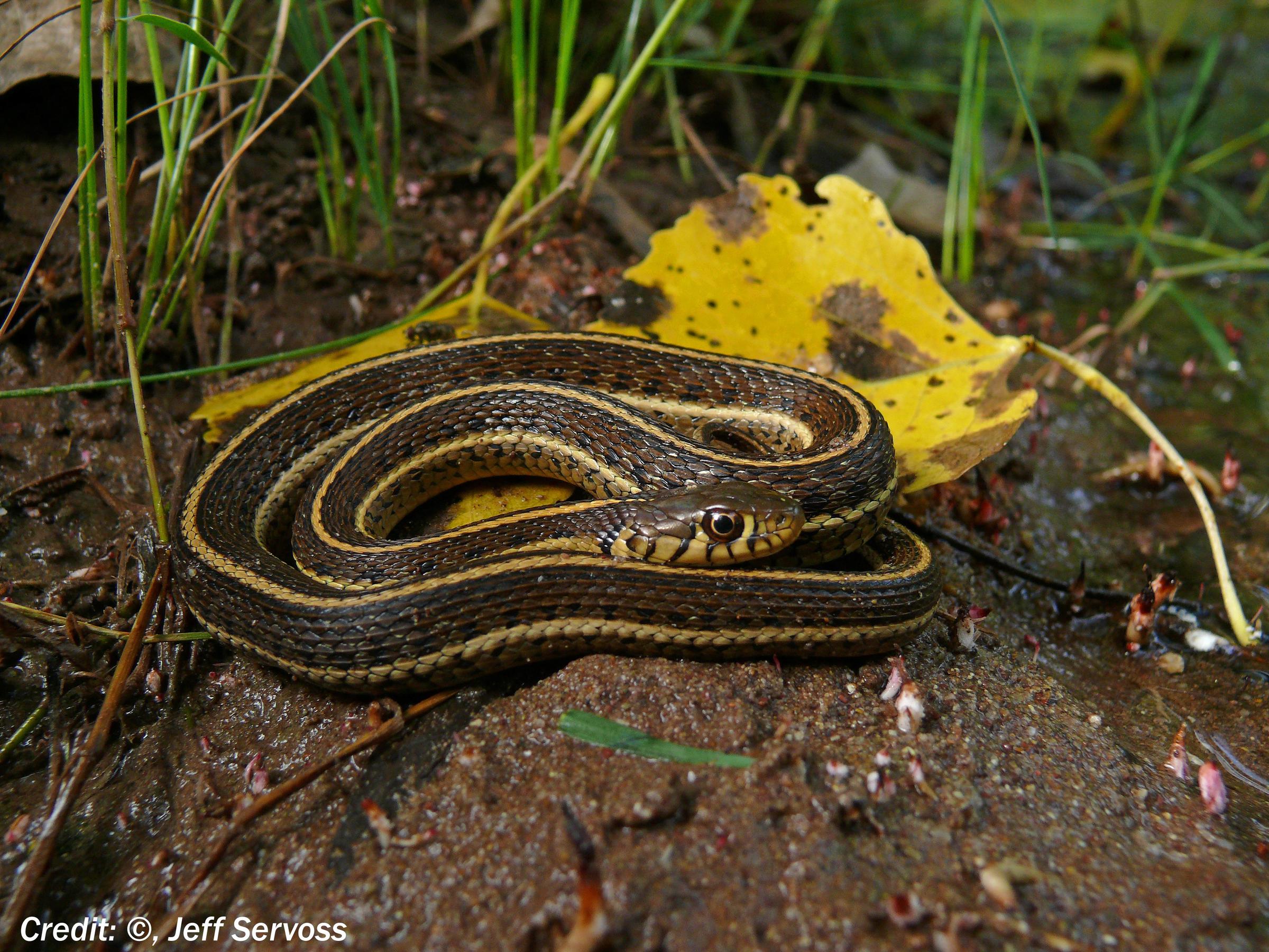 Rediscovered! The World'S Tiniest Snake After An Incredible 20 Year Absence! - puhbo5h