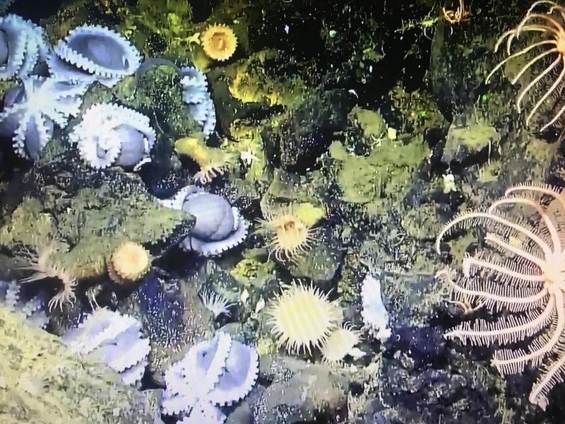 Scientists Explore Large Octopus Garden Off California’s Central Coast